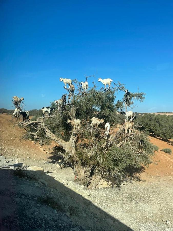 مراكش Riad Dar Karam المظهر الخارجي الصورة